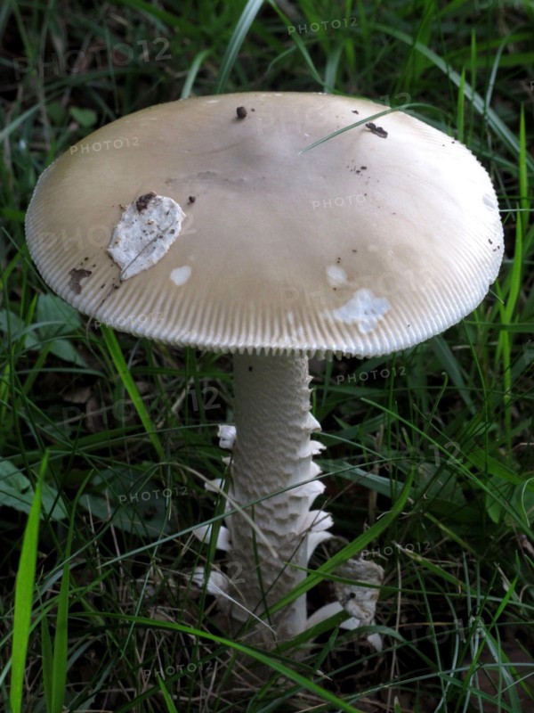 Champignon