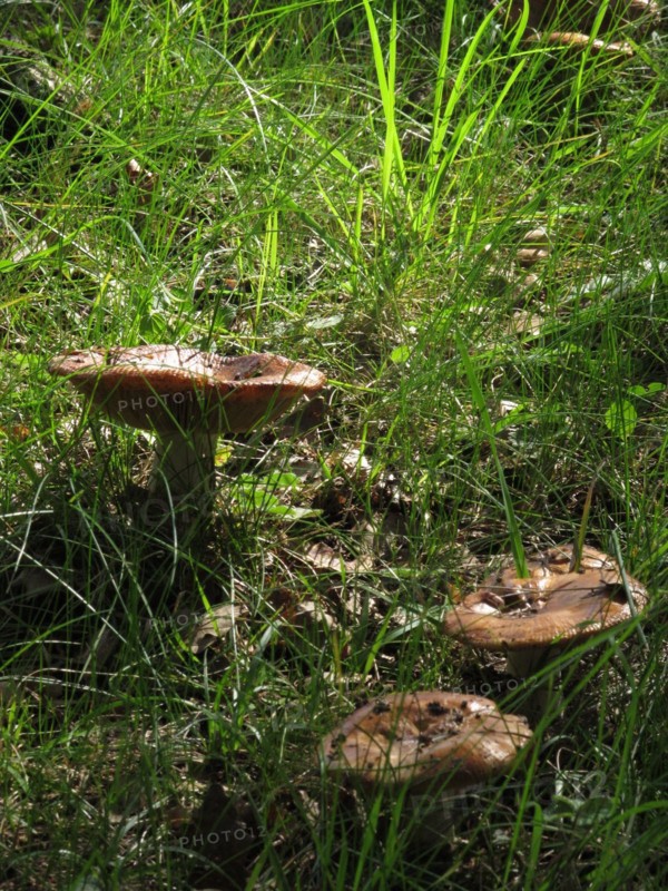 Champignon