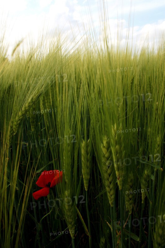 Wheat field near Pithiviers