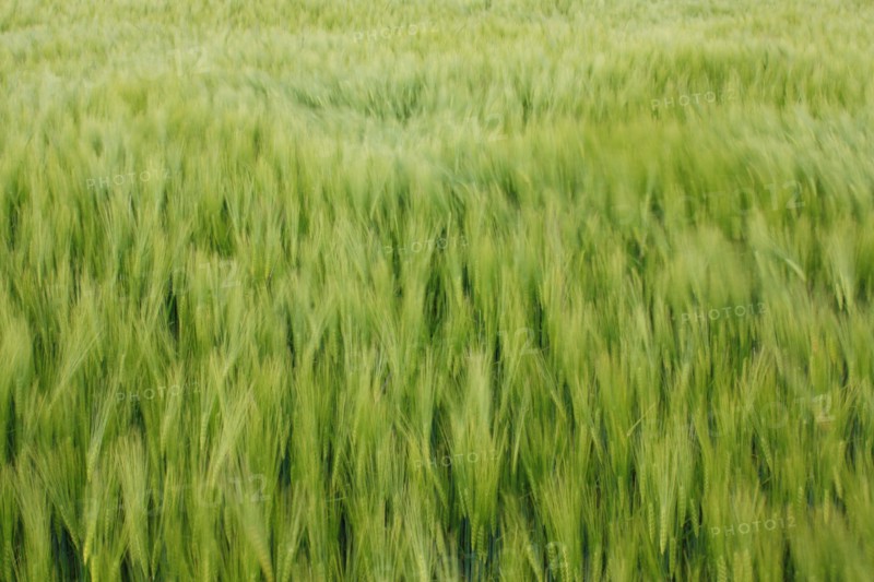 Champ de blé pres de Pithiviers