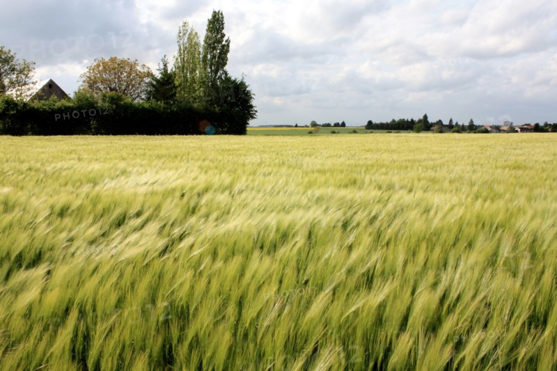 Wheat field near Pithiviers