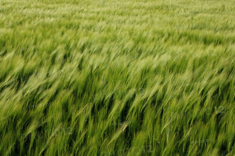 Champ de blé pres de Pithiviers