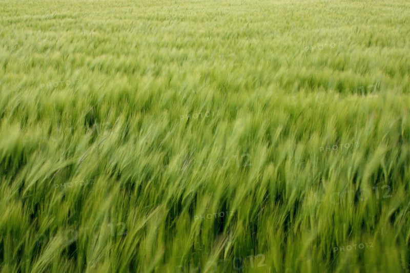 Champ de blé pres de Pithiviers