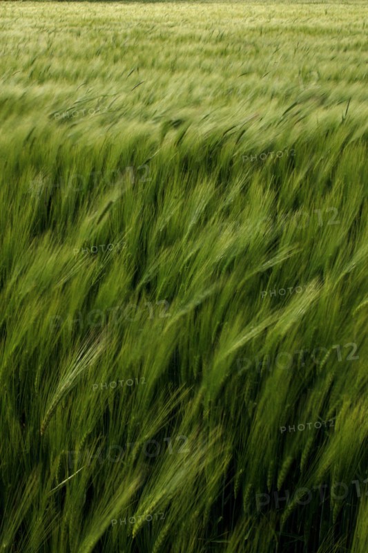 Wheat field near Pithiviers