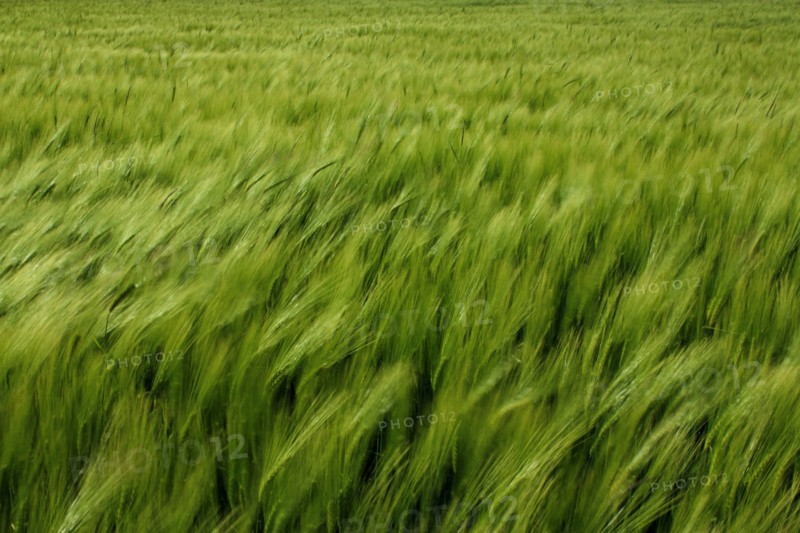 Champ de blé pres de Pithiviers
