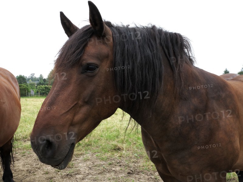 Cheval