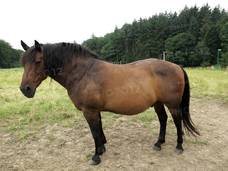 Cheval