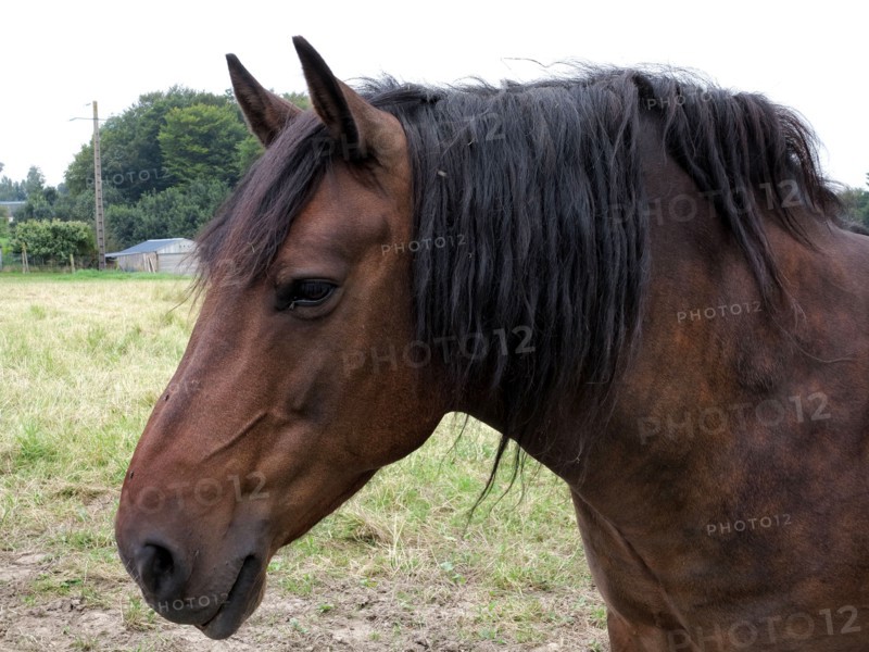 Cheval