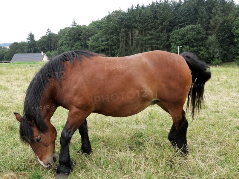 Cheval