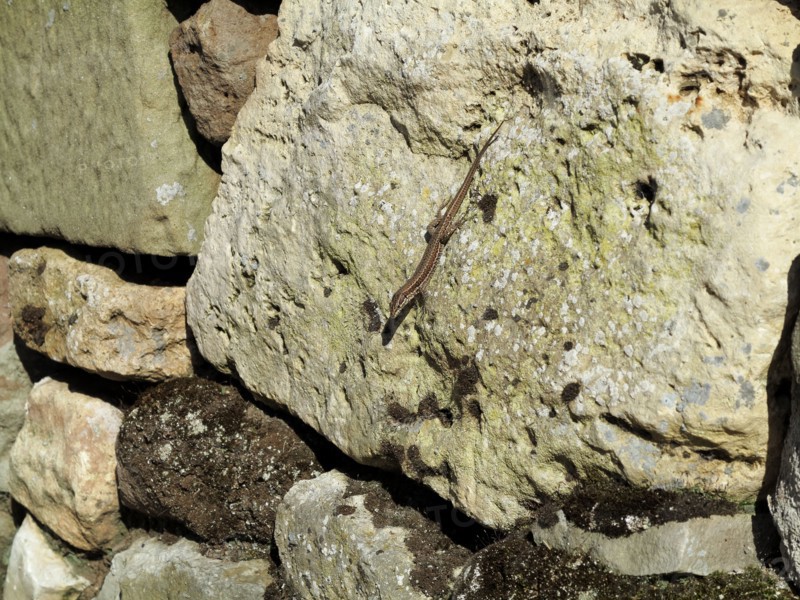 Lezard