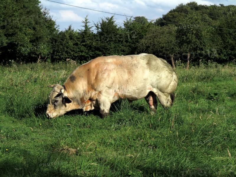 Taureau