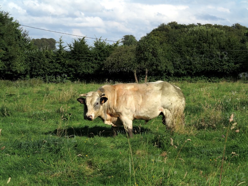 Taureau