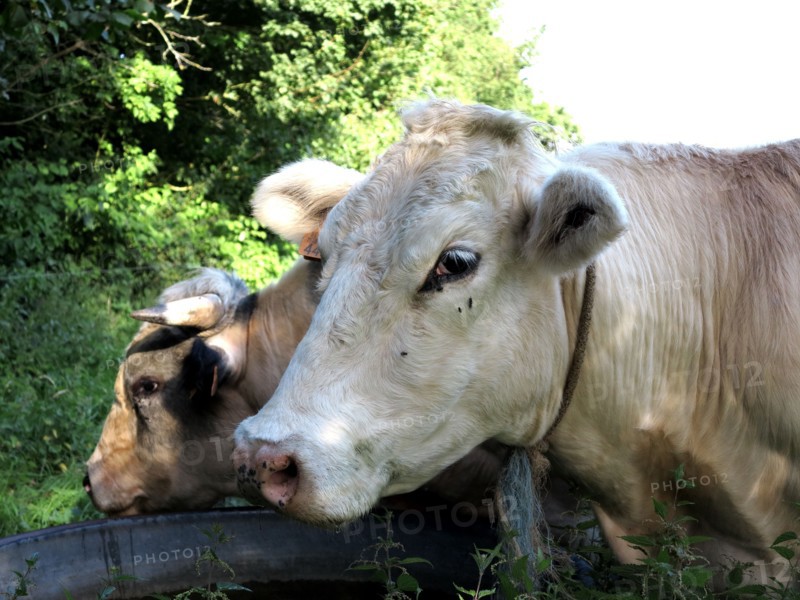 Vache et taureau