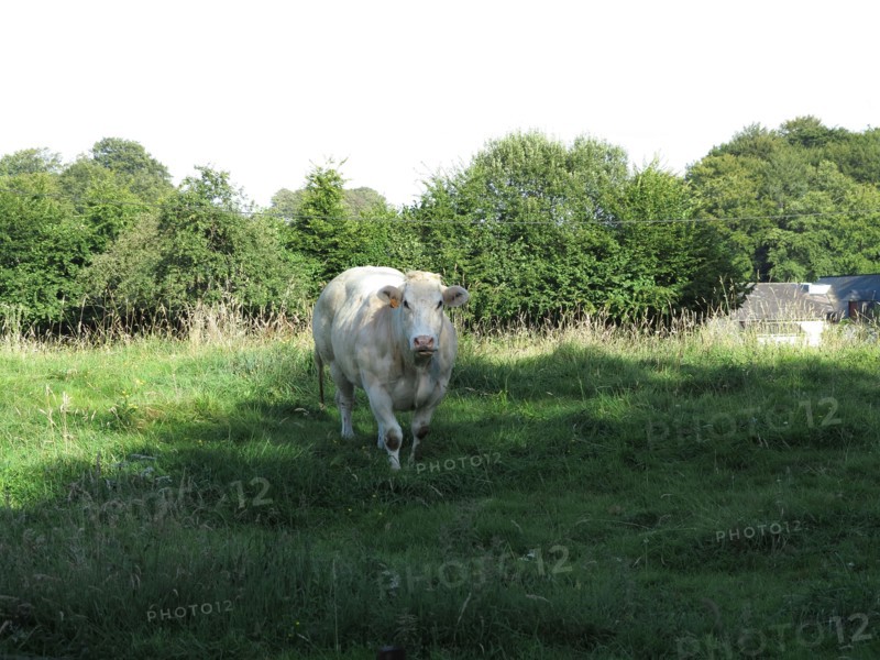 Vache