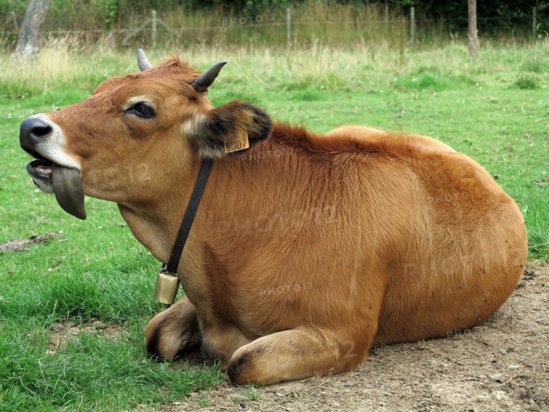 Vache