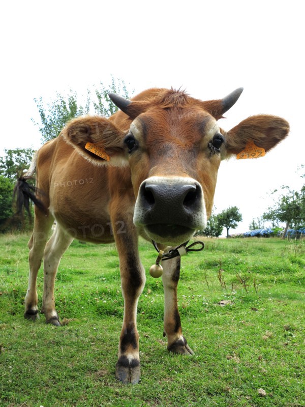 Cow