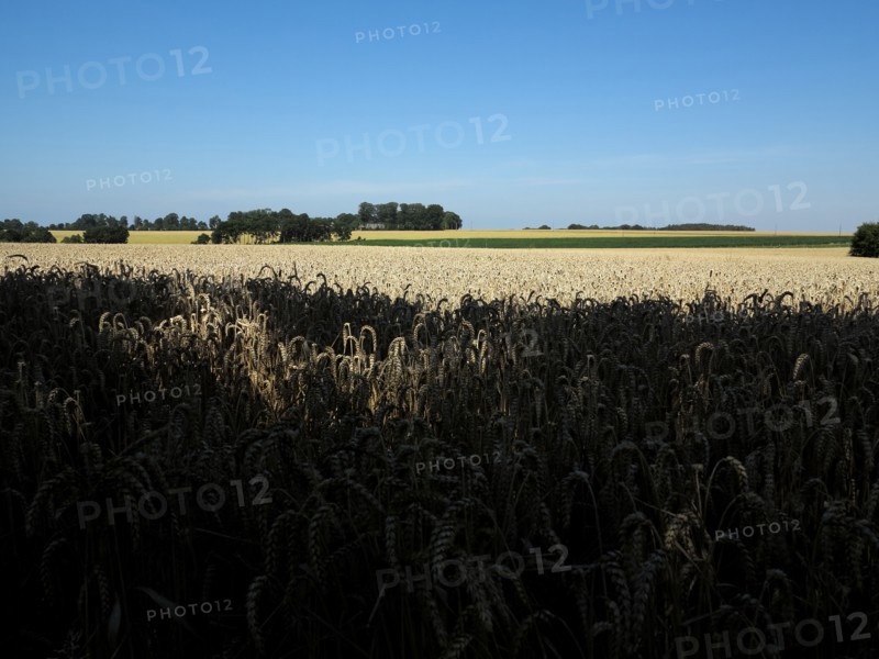 Champ de ble