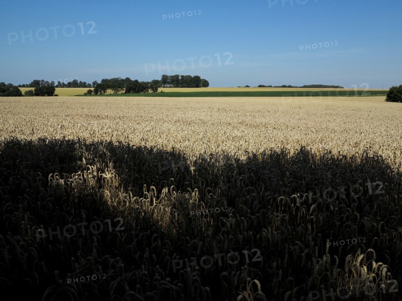 Champ de ble