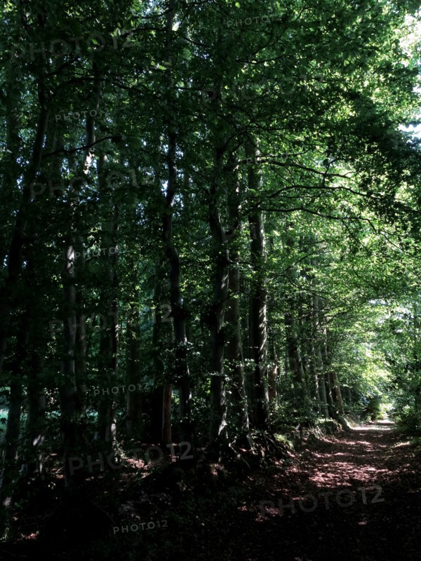 Undergrowth in Normandy