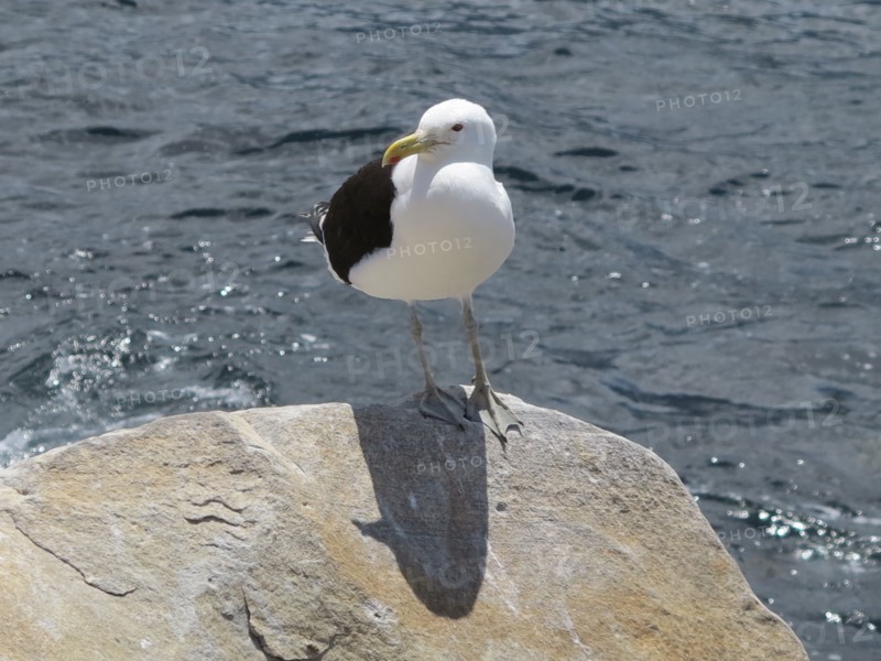 Seagull