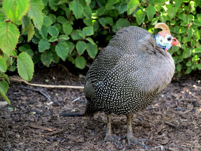 Numidian guinea fowl