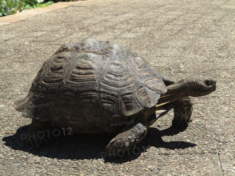 Tortue