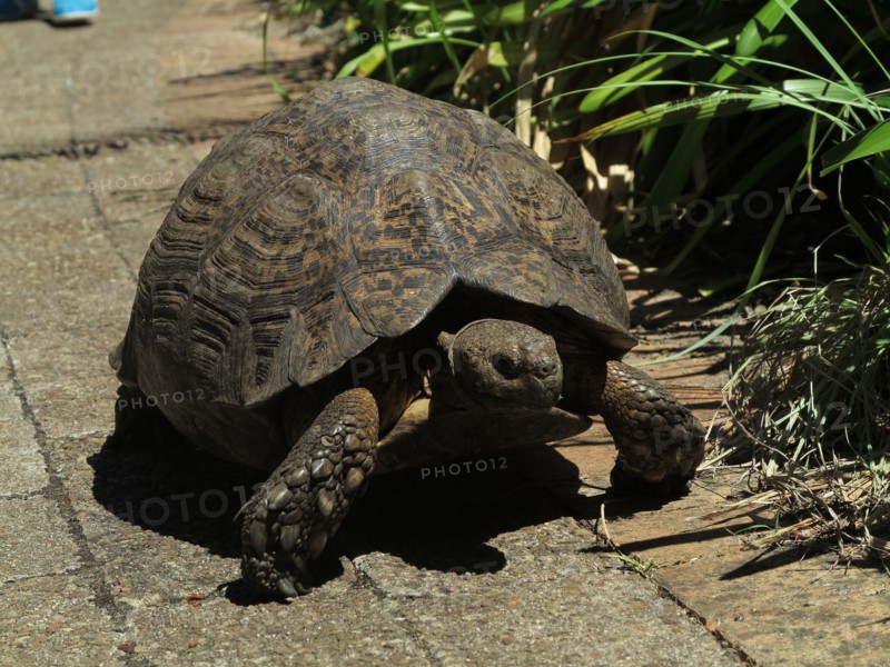 Tortue