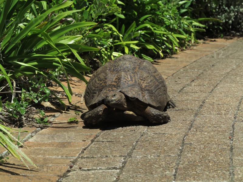 Tortue
