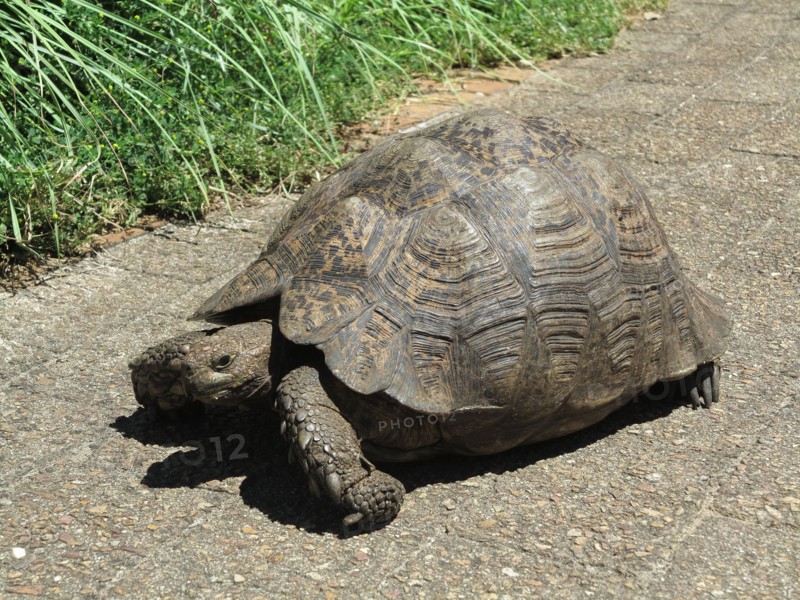 Tortue