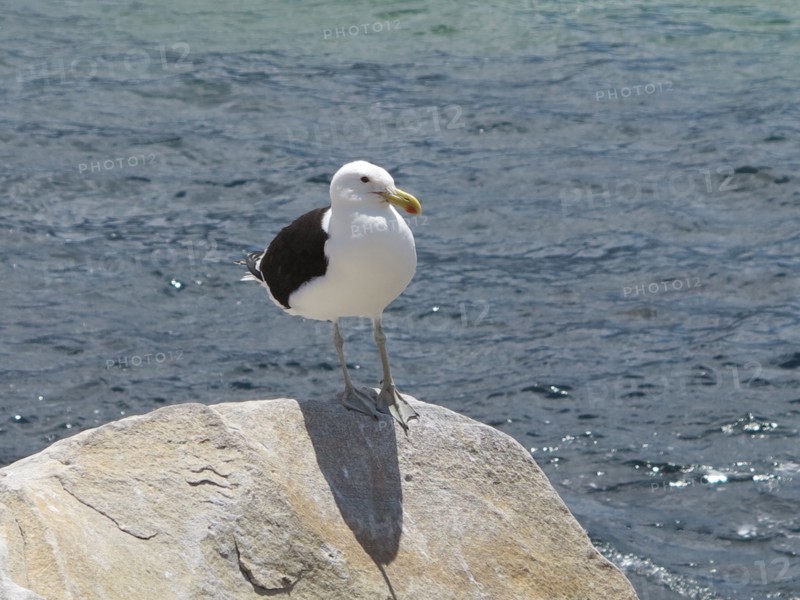 Goeland