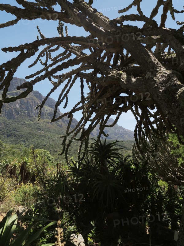 Le Cap, Jardin botanique national Kirstenbosch