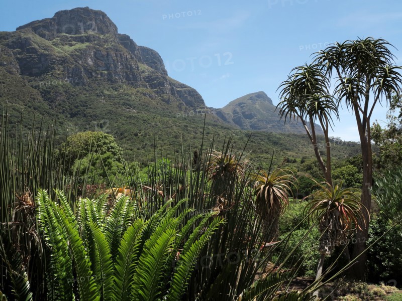 Le Cap, Jardin botanique national Kirstenbosch