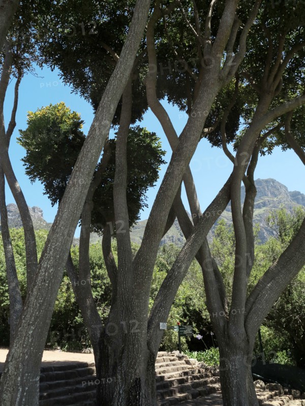 Capetown, Kirstenbosch National Botanical Garden