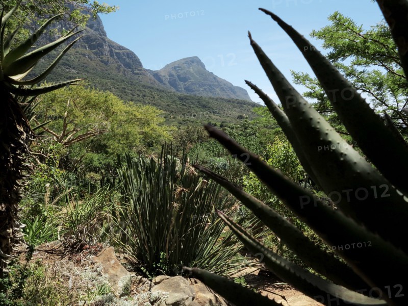 Le Cap, Jardin botanique national Kirstenbosch