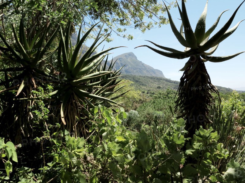 Le Cap, Jardin botanique national Kirstenbosch