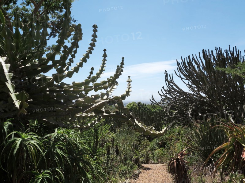 Capetown, Kirstenbosch National Botanical Garden
