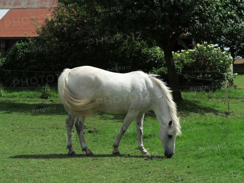 Cheval blanc