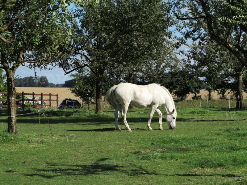 Cheval blanc