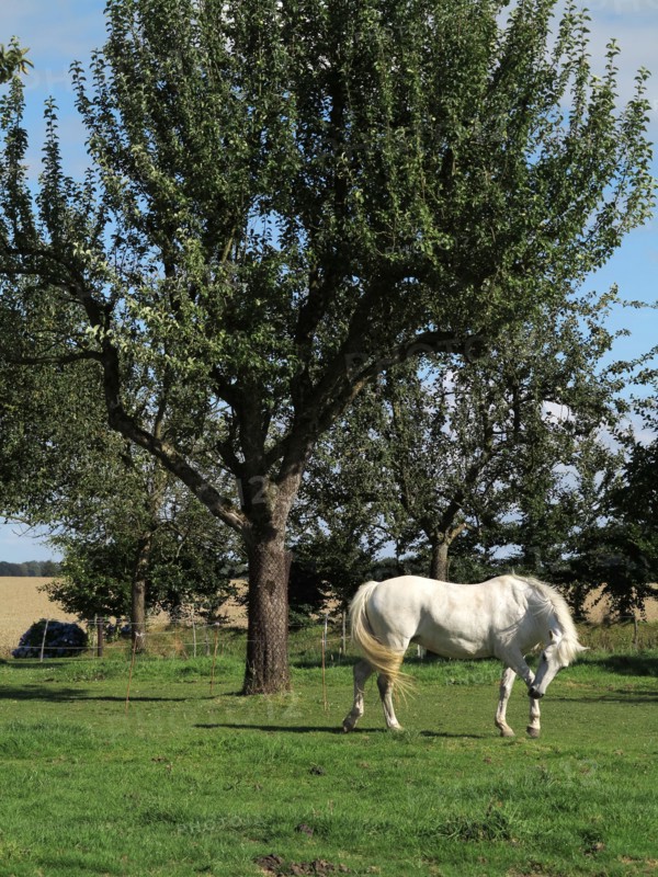 Cheval blanc
