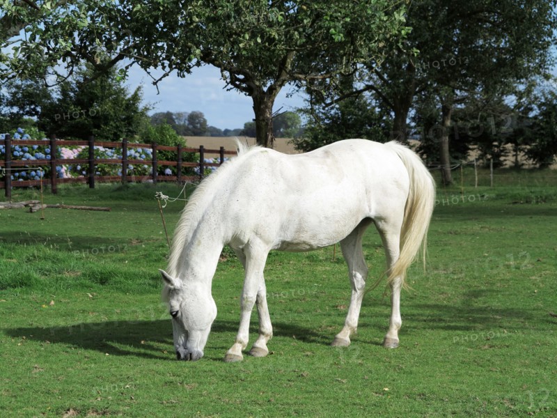 Cheval blanc