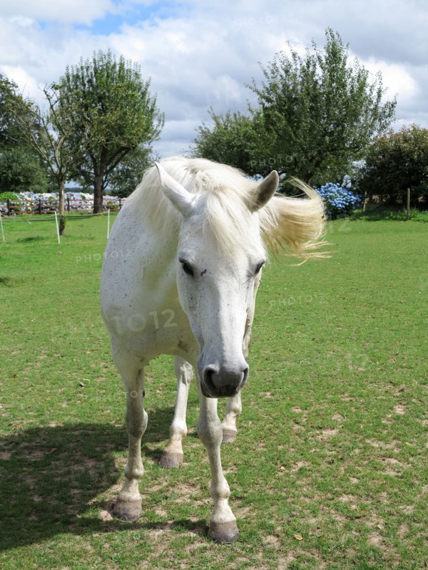 Cheval blanc