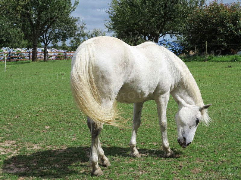 White horse