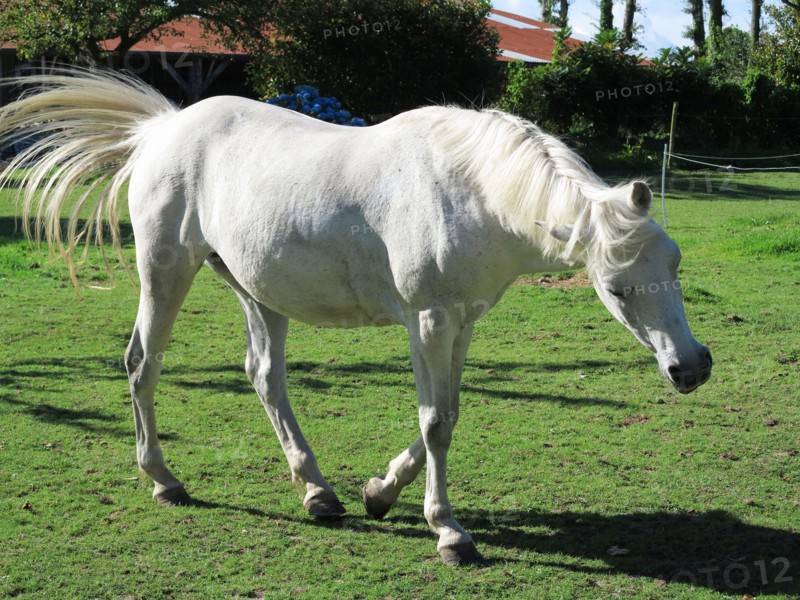 Cheval blanc