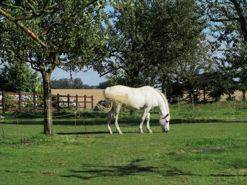 Cheval blanc