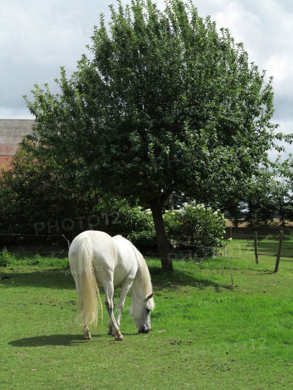 Cheval blanc