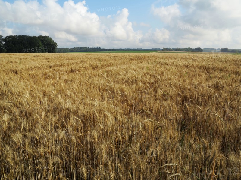Champ de blé du pays de Caux