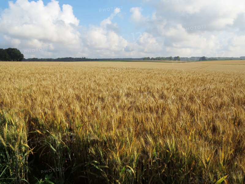 Champ de blé du pays de Caux