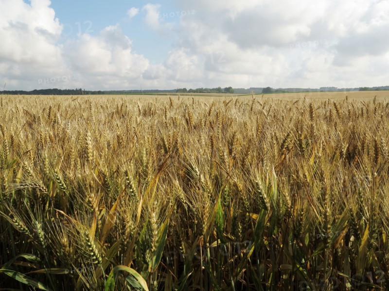 Champ de blé du pays de Caux