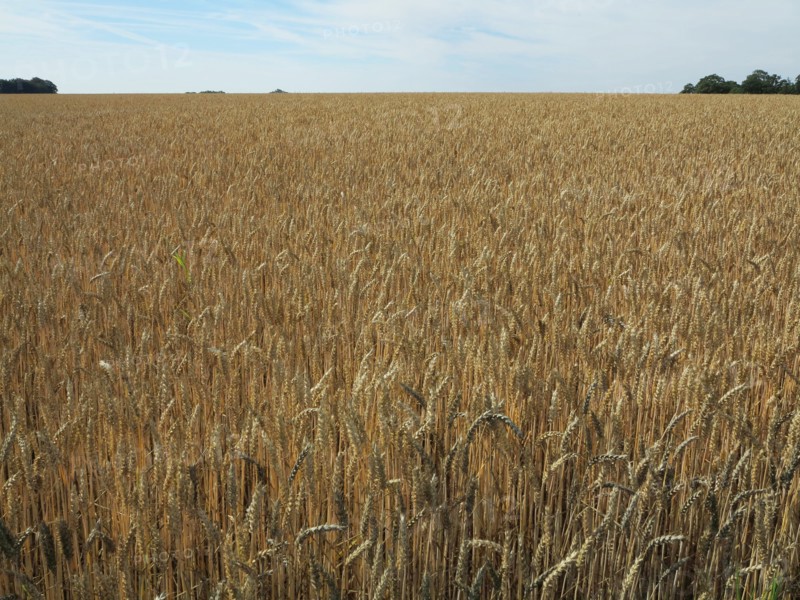 Champ de blé du pays de Caux