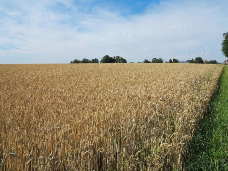 Champ de blé du pays de Caux